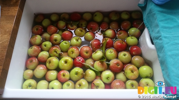 20150825_181641 Apples from broken tree